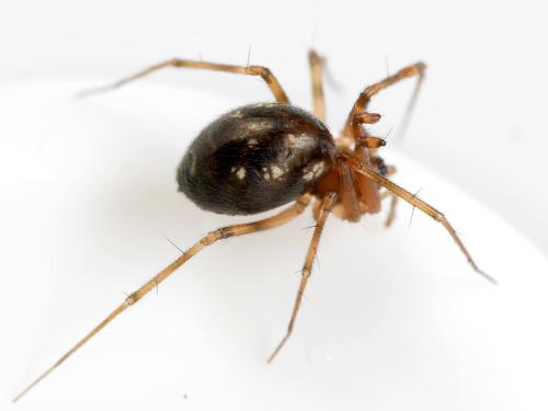 Réf. 341 497 : Lepthyphantes sp.